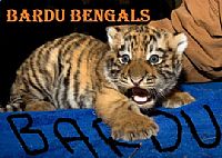Bardu Bengals team badge